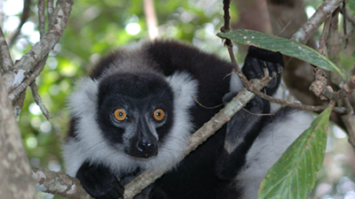 A red ruffed lemur is peering out of a tree in Madagascar. - Photo: CI/James MacKinnon